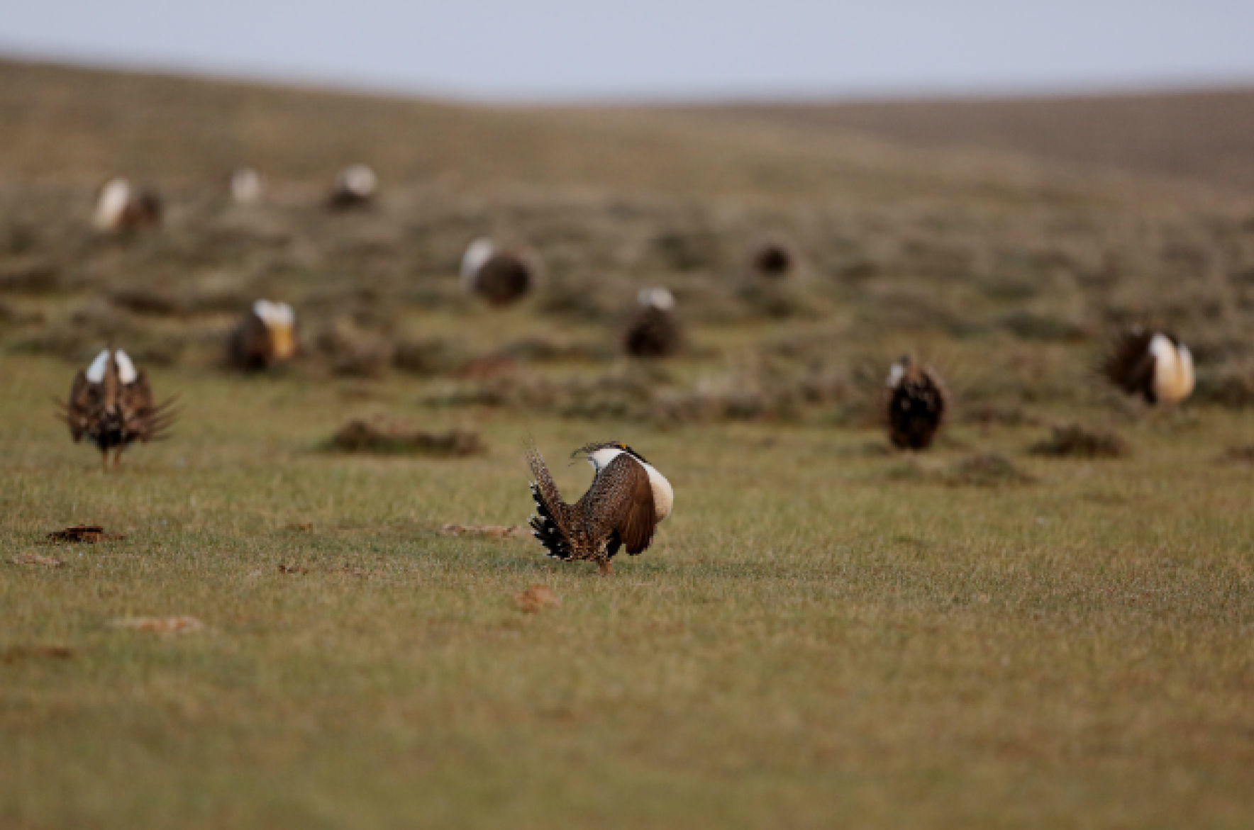 Sage Grouse